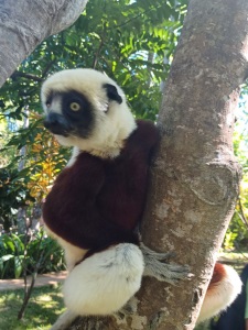 Lemur Heilreise Madagaskar